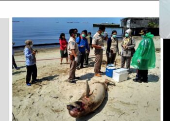 Panduan Eksplorasi dan Eksploitasi Migas Perlu Dibuat untuk Cegah Terdamparnya Ikan Paus dan Pencemaran Laut