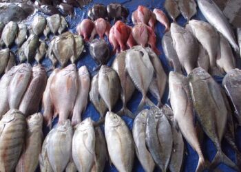 Jadikan Ikan Laut sebagai Menu Unggulan Makan Bergizi Gratis