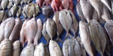 Jadikan Ikan Laut sebagai Menu Unggulan Makan Bergizi Gratis