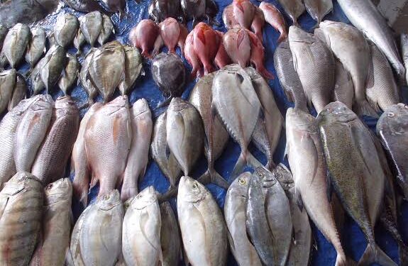 Jadikan Ikan Laut sebagai Menu Unggulan Makan Bergizi Gratis