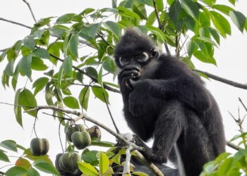Tidak Cuma Rig Pengeboran, PHR Turut Lestarikan Habitat Lutung Kokah