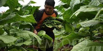 Tembakau Madura Berjaya di Tengah Nasib Getir Petaninya (Bagian satu)