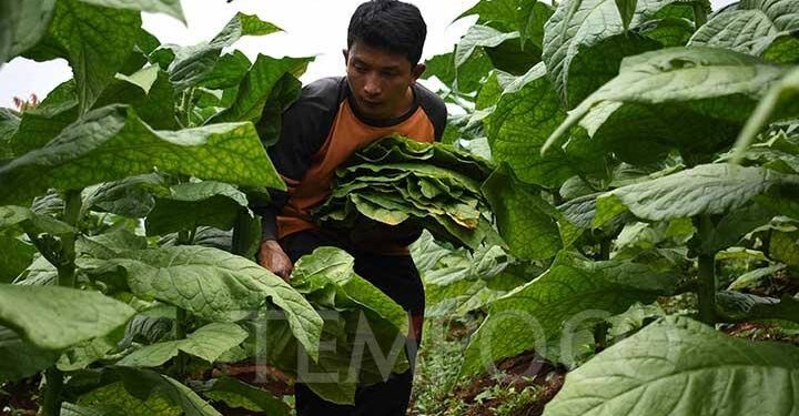 Tembakau Madura Berjaya di Tengah Nasib Getir Petaninya (Bagian satu)