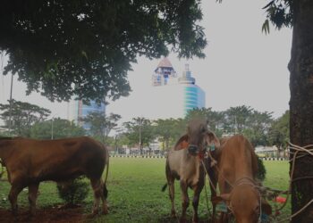 Elnusa Salurkan 272 Hewan Kurban di Hari Raya Idha