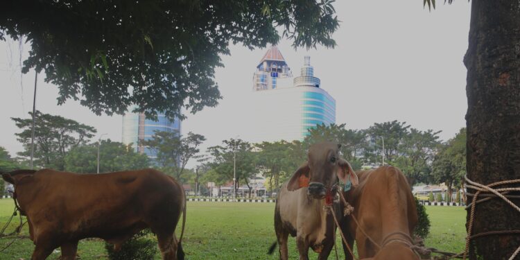 Elnusa Salurkan 272 Hewan Kurban di Hari Raya Idha