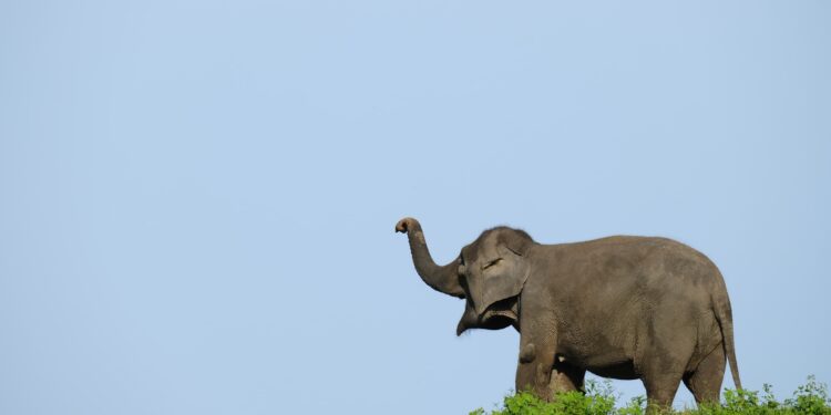 Menguak Kisah PHR Menjalin Persahabatan dengan Gajah Sumatra