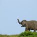 Menguak Kisah PHR Menjalin Persahabatan dengan Gajah Sumatra