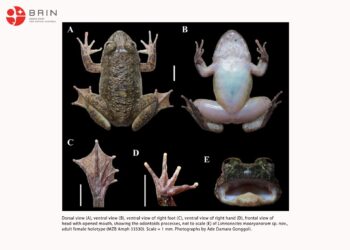 Spesies Baru, Katak Drakula Ditemukan di Pegunungan Meratus, Kalimantan