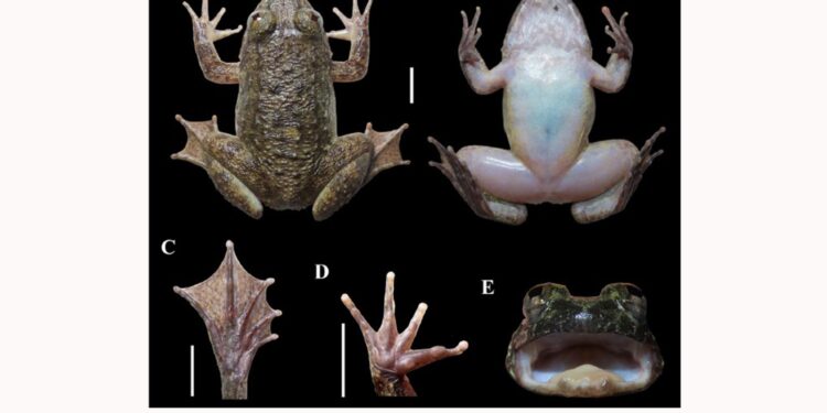 Spesies Baru, Katak Drakula Ditemukan di Pegunungan Meratus, Kalimantan