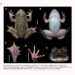 Spesies Baru, Katak Drakula Ditemukan di Pegunungan Meratus, Kalimantan