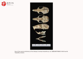 Woww..!! Ditemukan Spesies Baru Tikus Hutan Gunung Tompotika