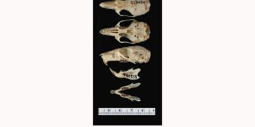 Woww..!! Ditemukan Spesies Baru Tikus Hutan Gunung Tompotika