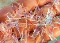 Moratorium Benih Lobster Sekadar Omon-omon?