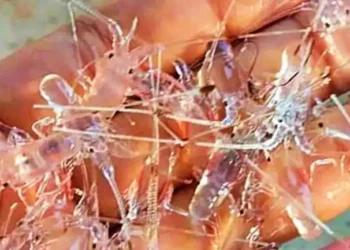 Moratorium Benih Lobster Sekadar Omon-omon?