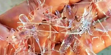 Moratorium Benih Lobster Sekadar Omon-omon?