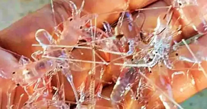 Moratorium Benih Lobster Sekadar Omon-omon?