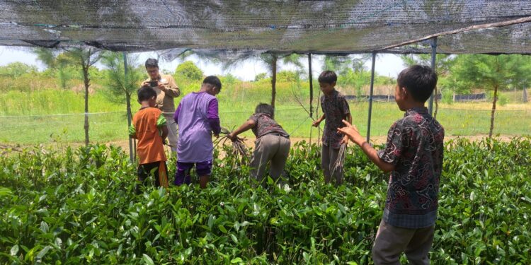 Wujudkan Pangkah sebagai Desa PANCALAN Melalui Usaha Pembibitan Mangrove