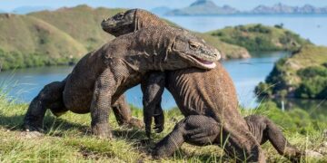 Pengamat Gugat Komitmen Pemerintah Lindungi Ekosistem Laut di Komodo