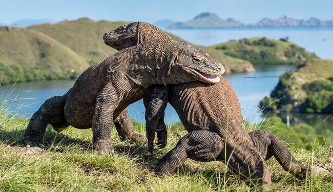 Pengamat Gugat Komitmen Pemerintah Lindungi Ekosistem Laut di Komodo