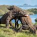 Pengamat Gugat Komitmen Pemerintah Lindungi Ekosistem Laut di Komodo