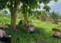 Petani dan Pembudidaya Ikan Sambut Gembira Ketersediaan Pupuk Bersubsidi sejak Tahun Baru