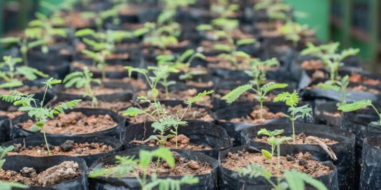 Dua Agenda Besar di RUPSLB PTBA