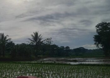 Petani dan Pembudidaya Ikan Sambut Gembira Ketersediaan Pupuk Bersubsidi sejak Tahun Baru