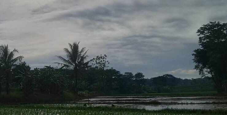 Petani dan Pembudidaya Ikan Sambut Gembira Ketersediaan Pupuk Bersubsidi sejak Tahun Baru