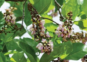 Menyulap Tanaman Malapari Jadi Energi Hijau