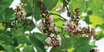 Menyulap Tanaman Malapari Jadi Energi Hijau