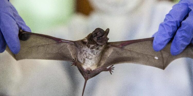 Waspada! Virus Nipah dari Kelelawar Sudah Menyebar. Begini Cara Pencegahannya