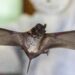 Waspada! Virus Nipah dari Kelelawar Sudah Menyebar. Begini Cara Pencegahannya