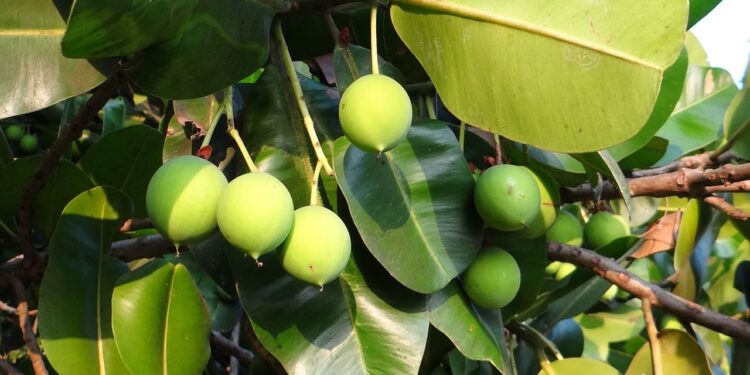 Potensi Tanaman Nyamplung jadi Bioenergi. Begini Hasil Risetnya