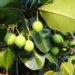 Potensi Tanaman Nyamplung jadi Bioenergi. Begini Hasil Risetnya