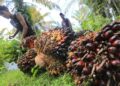 Sawit, Tulang Punggung Kedaulatan Energi?