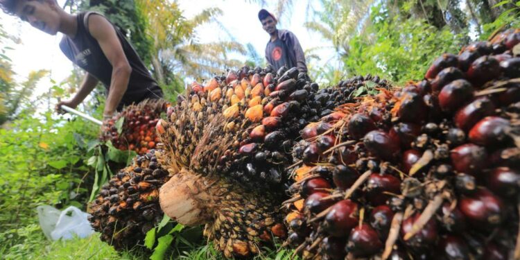 Sawit, Tulang Punggung Kedaulatan Energi?