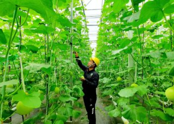 Tak Diragukan, Geothermal Dongkrak Perekonomian Rakyat