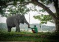 Ketika Gajah Bersahabat dengan Manusia 