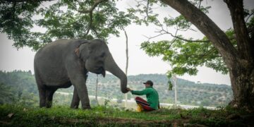 Ketika Gajah Bersahabat dengan Manusia 