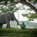 Ketika Gajah Bersahabat dengan Manusia