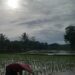 Saat Panen, BULOG adalah “Tangan Malaikat” yang Selalu Dirindukan