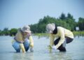 PHI Gelar Aksi Tanam Mangrove dan Lamun di Kepulauan Seribu