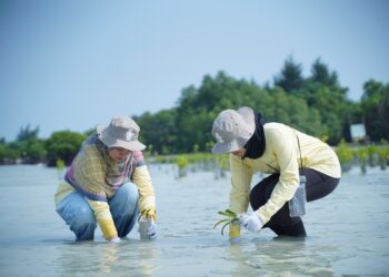 PHI Gelar Aksi Tanam Mangrove dan Lamun di Kepulauan Seribu