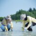 PHI Gelar Aksi Tanam Mangrove dan Lamun di Kepulauan Seribu