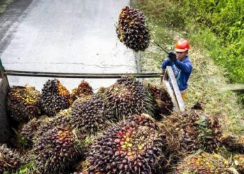 Jangan Gunduli Hutan secara Ugal-ugalan demi Ambisi B50