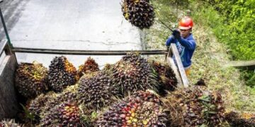 Jangan Gunduli Hutan secara Ugal-ugalan demi Ambisi B50