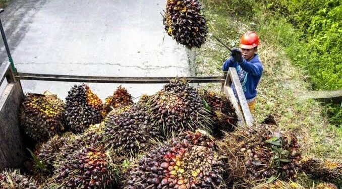 Jangan Gunduli Hutan secara Ugal-ugalan demi Ambisi B50