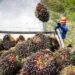 Jangan Gunduli Hutan secara Ugal-ugalan demi Ambisi B50